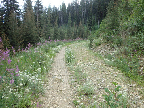 GDMBR: Climbing on FR-4353 Single Track, Richmond Peak, MT.